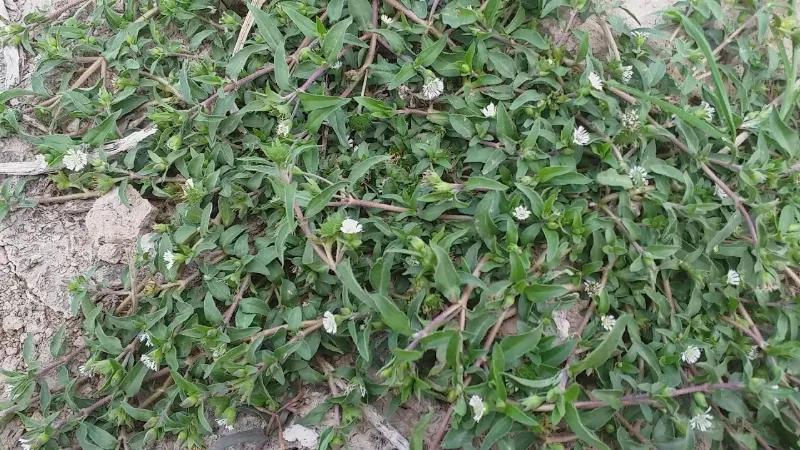 Hinh anh cay co muc nhung dac diem nhan dang giup ban nhan ra no de dang